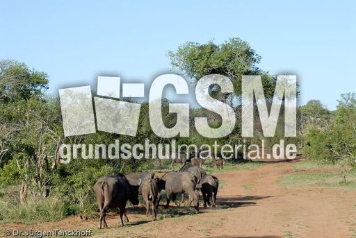 Afrikanischer Büffel (17 von 102).jpg